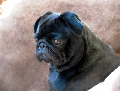 Pug stare