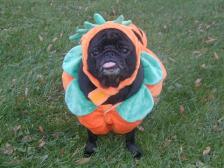 Pumpkin Pug