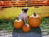 Visting the Pumpkin Patch