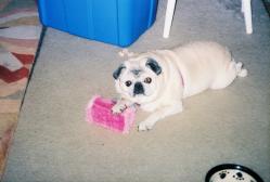 Resting on my toy :)