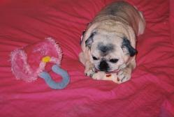 Pug+bone+princess purse stuffed toy=pure love <3