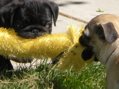 Bentley and Olive Playing