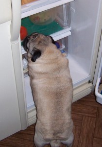 Raiding the fridge