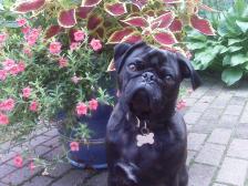 Spring Time Pug