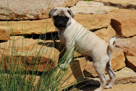 Rock Climber