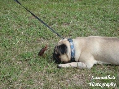 Rocko & the crawfish