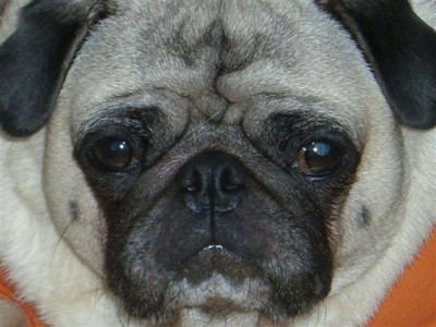 Pug Mug Shot