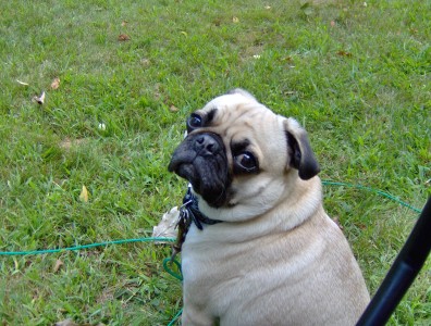 Rocky just chillin' in the yard