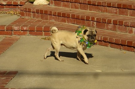 Rocky is dressed in his Christmas Finest