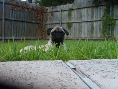 Levi at the pool