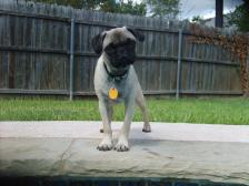 Levi at the pool