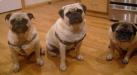 The Puglets