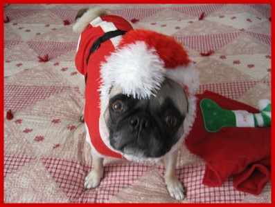 Santa Pug