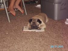 books for dogs