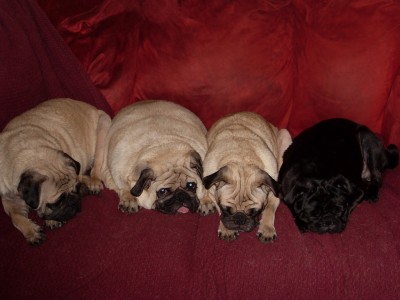 Four Tired Pugs