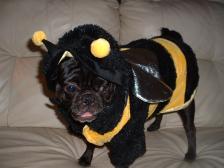 Mommy's Little Bumble Bee!