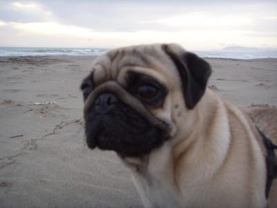 ettore on the beach