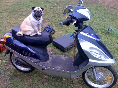 Cruisin' Pug