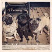 Pugs in the Sun