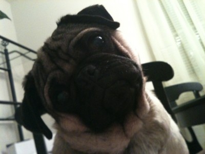 Pug Head Tilt 2