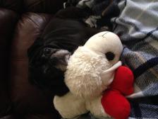 Shiloh and Lambchop