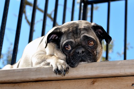 Pensive Pug