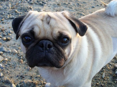 Beach Puppy Love