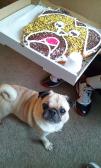 Pug with Pug Birthday doughnut-cake