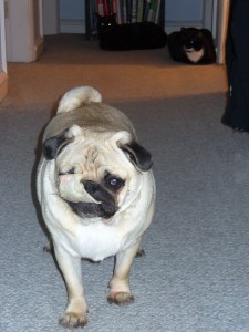 Snorkel hoarding rawhide chips from the cats