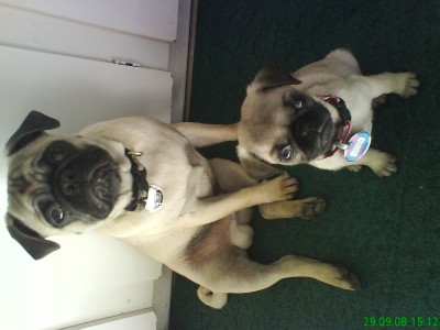 Spike and Shadow waiting for food.