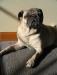 Pug sunning