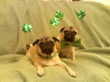 St. Pat Pugs