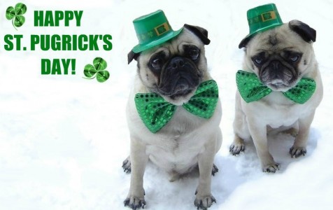 Pugs Happy St. Pugrick's Day!