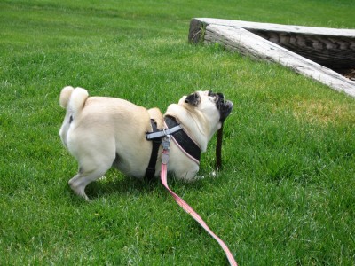 A Stick... Yummy!