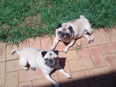 Pugs of teh sun!