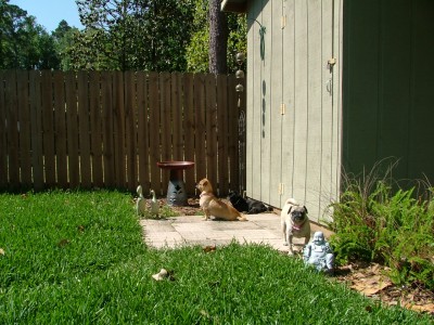 Backyard Sanctuary