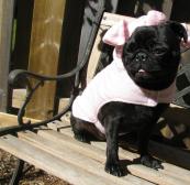 Pugsley the Pig