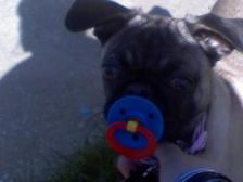 Tigger with her binkie