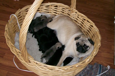 Mamma Tori and pups