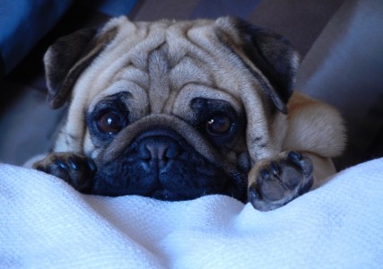 pug cuteness