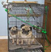 Cage Pugs