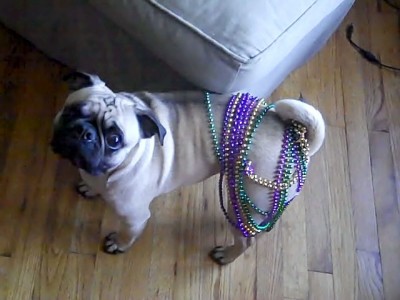 Humphrey at Mardi Gras