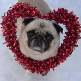 Pug Valentine