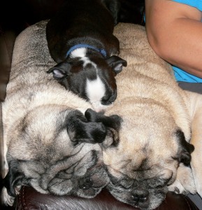 Portly Pugs Provide Puffy Pillows