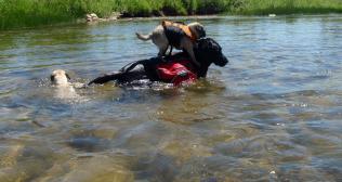 lab-rider pug-jockey