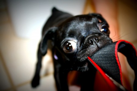 Crazy Pug