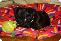 Pug in a Donut