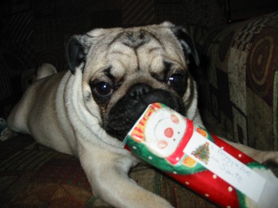 Christmas Pug