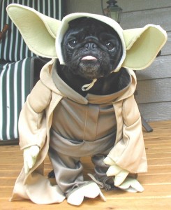 Yoda Pug