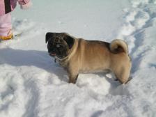 Snow Pug